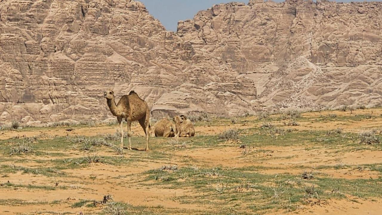 Tamim Luxury Wadi Rum Camp Exterior foto